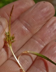 Carex tonsa rugosperma