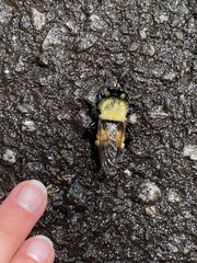 Laphria virginica