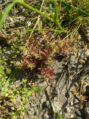 Sedum pallidum