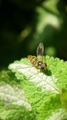 Episyrphus balteatus