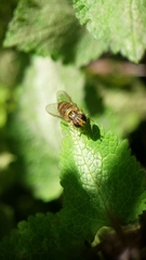 Episyrphus balteatus