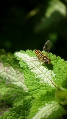 Episyrphus balteatus
