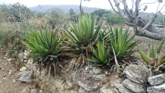 Agave convallis