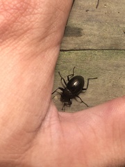 Meracantha contracta