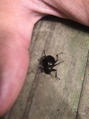 Meracantha contracta