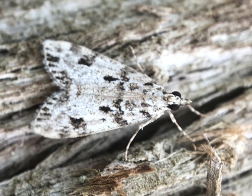Pied Grey