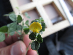 Rhynchosia prostrata