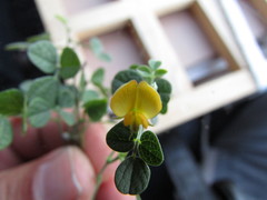 Rhynchosia prostrata