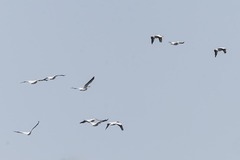 Pelecanus erythrorhynchos