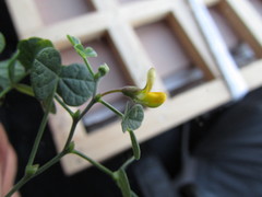 Rhynchosia prostrata