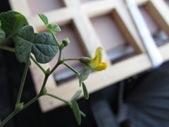 Rhynchosia prostrata