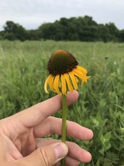 Echinacea paradoxa paradoxa