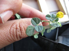 Rhynchosia prostrata