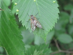 Rhagio annulatus