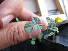 Rhynchosia prostrata