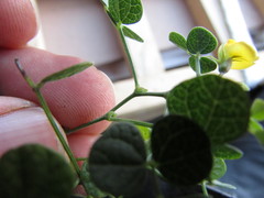 Rhynchosia prostrata