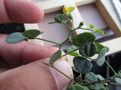 Rhynchosia prostrata