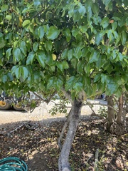 Prunus ilicifolia lyonii