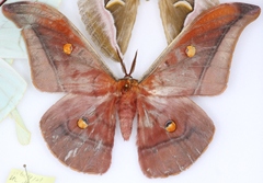 Antheraea formosana
