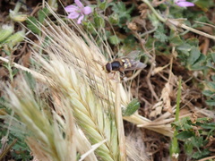 Syrphus opinator