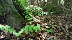 Gymnocarpium dryopteris