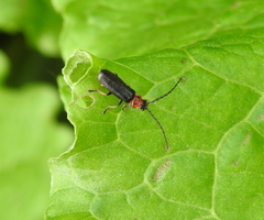 Silis ruficollis