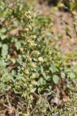 Phacelia heterophylla