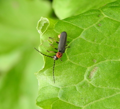 Silis ruficollis