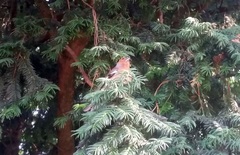 Fringilla coelebs