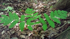 Gymnocarpium dryopteris