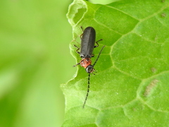 Silis ruficollis