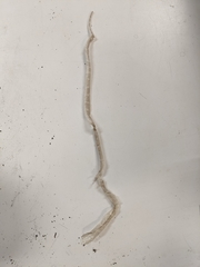 Lampropeltis triangulum