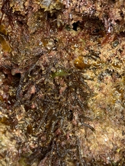 Cladostephus spongiosus