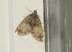 Hydriomena perfracta