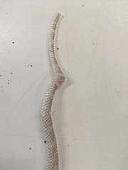 Lampropeltis triangulum