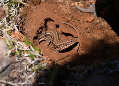 Contomastix lacertoides