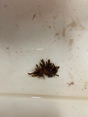 Cladostephus spongiosus