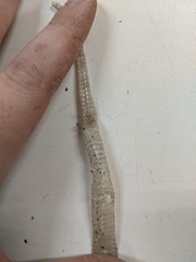 Lampropeltis triangulum