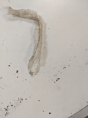 Lampropeltis triangulum