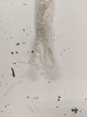 Lampropeltis triangulum