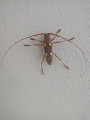 Eburia pedestris