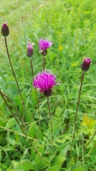 Cirsium pannonicum
