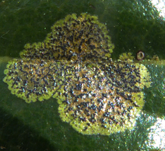 Strigula novae-zelandiae image