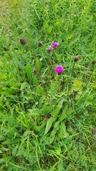 Cirsium pannonicum