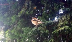 Fringilla coelebs