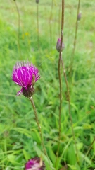 Cirsium pannonicum