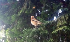 Fringilla coelebs
