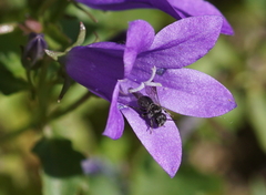Chelostoma rapunculi