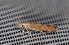 Isophrictis kefersteiniella