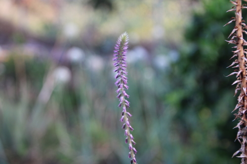 Achyranthes aspera var. sicula image